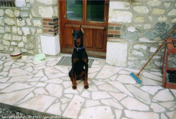 Photo de Dobermann