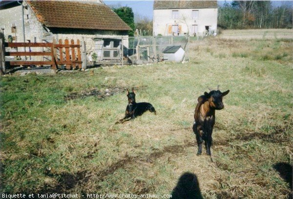 Photo de Races diffrentes