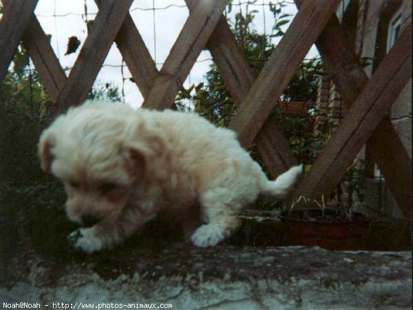 Photo de Bichon  poil fris