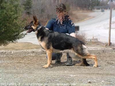 Photo de Berger allemand  poil court