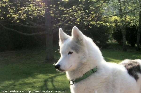 Photo de Husky siberien