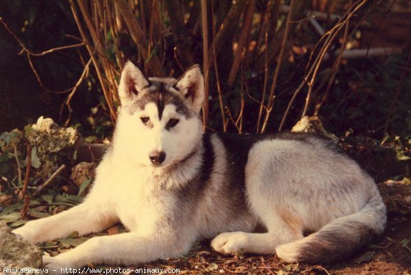 Photo de Husky siberien