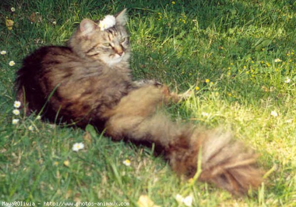 Photo de Maine coon