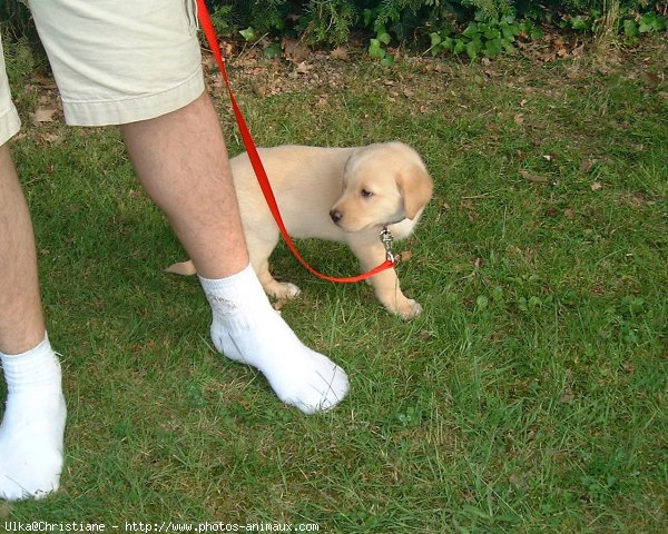 Photo de Labrador retriever