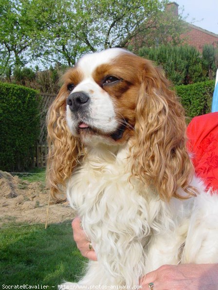 Photo de Cavalier king charles spaniel