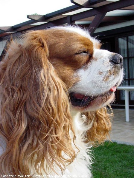 Photo de Cavalier king charles spaniel