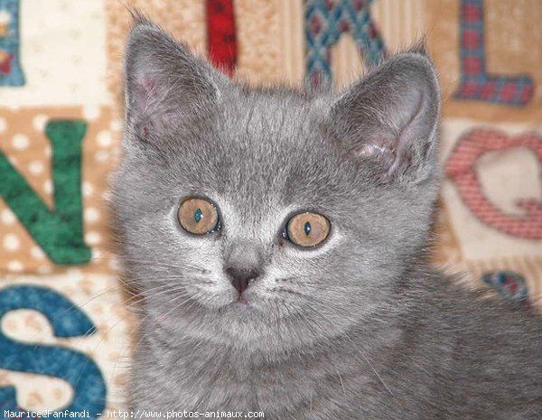 Photo de British shorthair