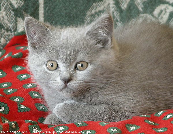 Photo de British shorthair