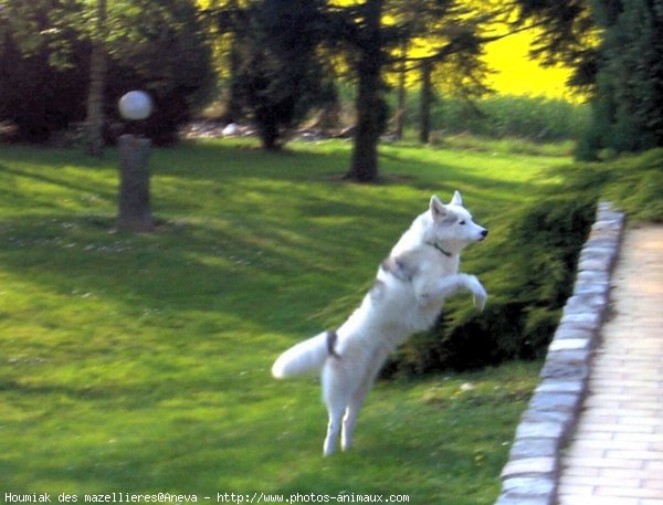 Photo de Husky siberien