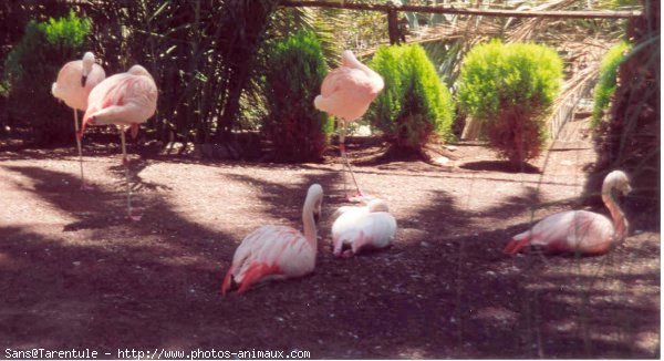 Photo de Flamand rose