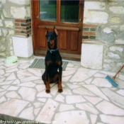 Photo de Dobermann