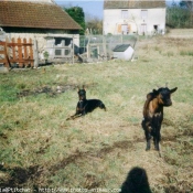 Photo de Races diffrentes