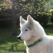 Photo de Husky siberien