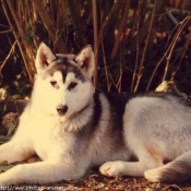 Photo de Husky siberien