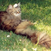 Photo de Maine coon