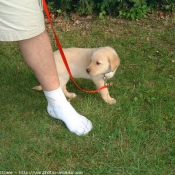 Photo de Labrador retriever