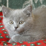 Photo de British shorthair