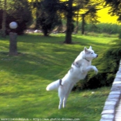 Photo de Husky siberien