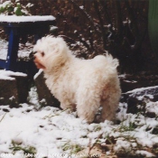 Photo de Bichon maltais