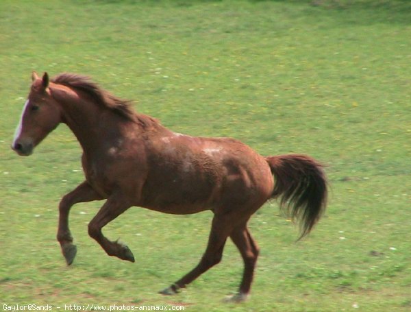 Photo de Selle franais