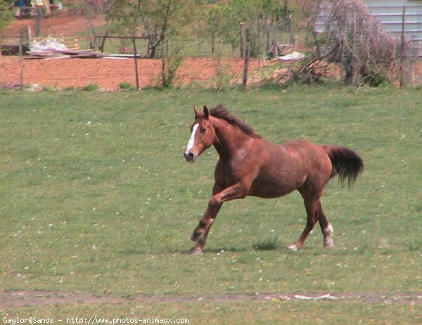 Photo de Selle franais