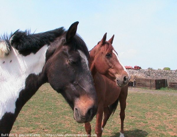 Photo de Races diffrentes