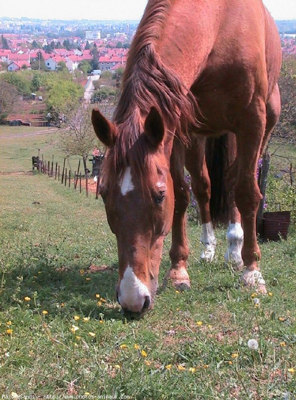 Photo de Selle franais