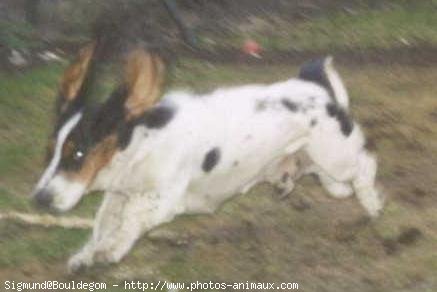 Photo de Basset hound