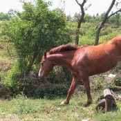 Photo de Selle franais