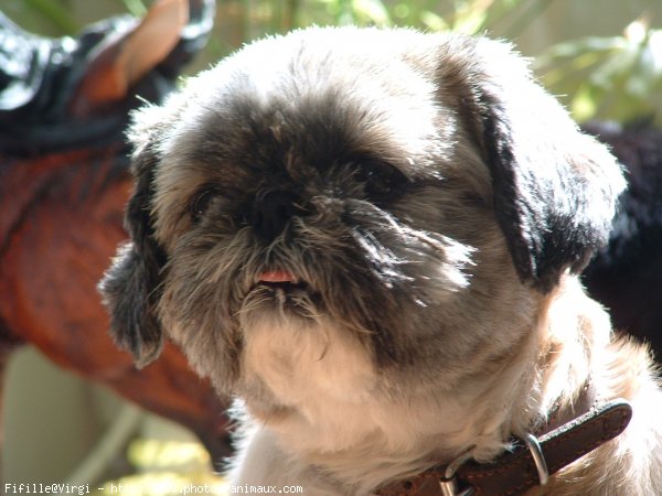 Photo de Shih tzu