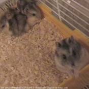 Photo de Hamster