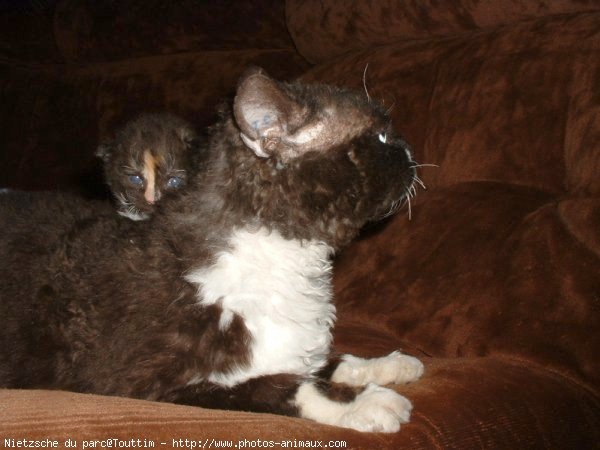 Photo de Selkirk rex poil court