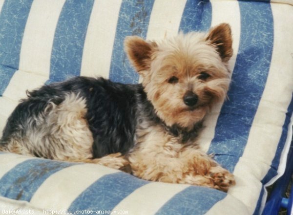 Photo de Yorkshire terrier