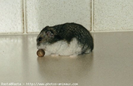 Photo de Hamster