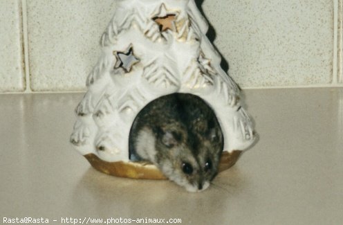 Photo de Hamster