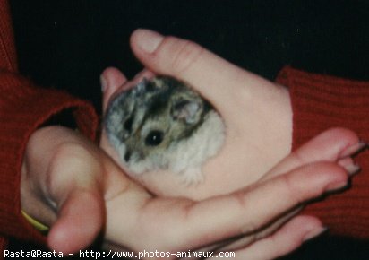 Photo de Hamster