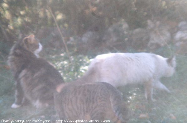 Photo de Chat domestique