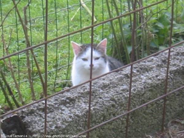 Photo de Chat domestique