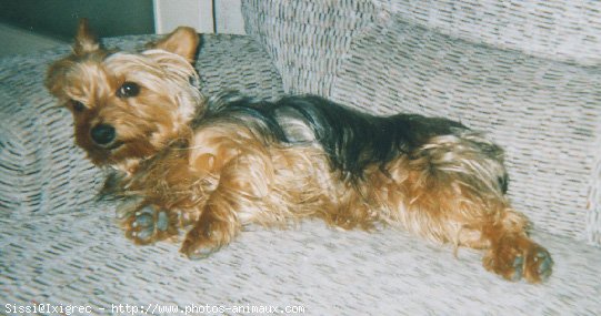 Photo de Yorkshire terrier