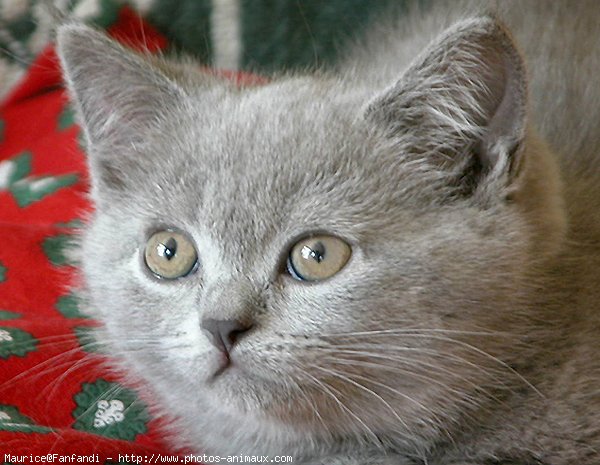 Photo de British shorthair