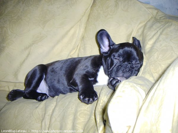 Photo de Bouledogue franais