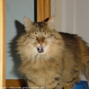 Photo de Maine coon