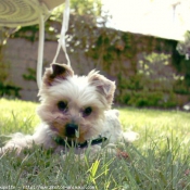 Photo de Yorkshire terrier