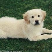 Photo de Golden retriever