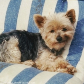 Photo de Yorkshire terrier