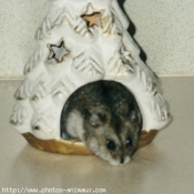 Photo de Hamster