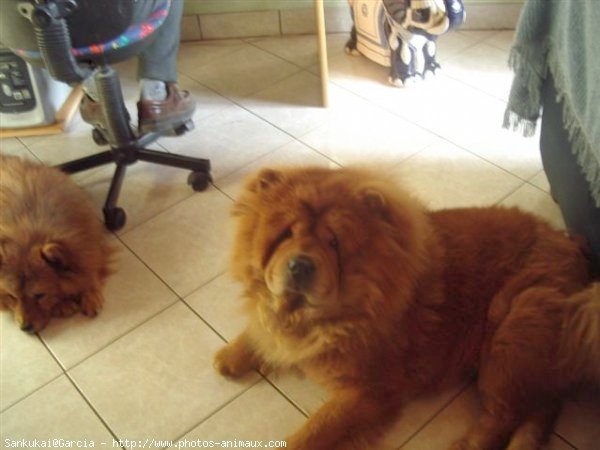 Photo de Chow chow