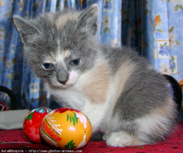 Photo de Chat domestique