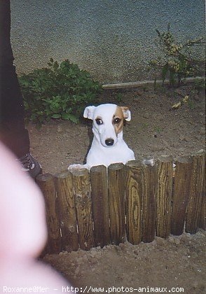 Photo de Jack russell terrier