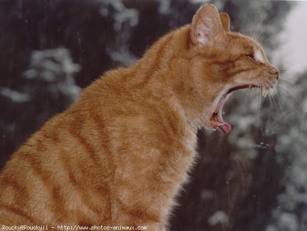 Photo de Chat domestique